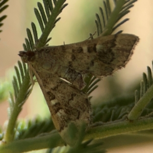 Nacoleia rhoeoalis at Magpie Hill Park, Lyneham - 3 Mar 2024