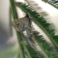 Nacoleia rhoeoalis at Magpie Hill Park, Lyneham - 3 Mar 2024