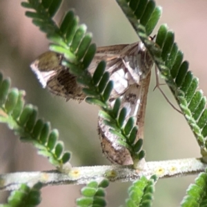 Nacoleia rhoeoalis at Magpie Hill Park, Lyneham - 3 Mar 2024