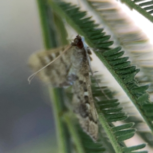 Nacoleia rhoeoalis at Magpie Hill Park, Lyneham - 3 Mar 2024