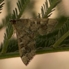 Nacoleia rhoeoalis at Magpie Hill Park, Lyneham - 3 Mar 2024