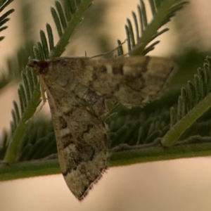 Nacoleia rhoeoalis at Magpie Hill Park, Lyneham - 3 Mar 2024