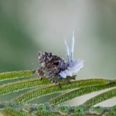 Fulgoroidea sp. (superfamily) (Unidentified fulgoroid planthopper) at Magpie Hill Park, Lyneham - 3 Mar 2024 by Hejor1