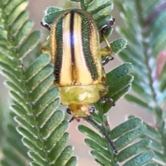 Calomela juncta (Leaf beetle) at Magpie Hill Park, Lyneham - 3 Mar 2024 by Hejor1