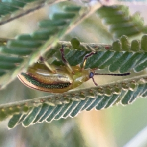 Calomela juncta at Magpie Hill Park, Lyneham - 3 Mar 2024