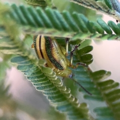 Calomela juncta at Magpie Hill Park, Lyneham - 3 Mar 2024