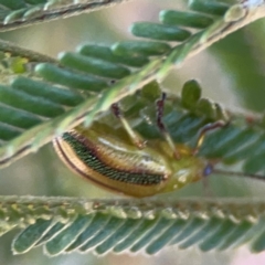 Calomela juncta at Magpie Hill Park, Lyneham - 3 Mar 2024