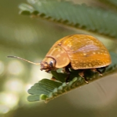 Paropsisterna cloelia (Eucalyptus variegated beetle) at Lyneham, ACT - 3 Mar 2024 by Hejor1