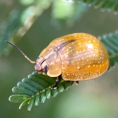 Paropsisterna cloelia at Magpie Hill Park, Lyneham - 3 Mar 2024