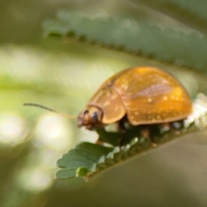 Paropsisterna cloelia at Magpie Hill Park, Lyneham - 3 Mar 2024