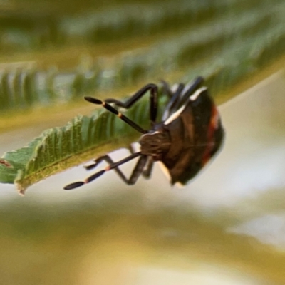 Oechalia schellenbergii (Spined Predatory Shield Bug) at Magpie Hill Park, Lyneham - 3 Mar 2024 by Hejor1