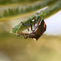 Oechalia schellenbergii at Magpie Hill Park, Lyneham - 3 Mar 2024 12:48 PM