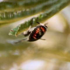 Oechalia schellenbergii at Magpie Hill Park, Lyneham - 3 Mar 2024