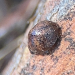 Trachymela sp. (genus) at Magpie Hill Park, Lyneham - 3 Mar 2024 12:45 PM