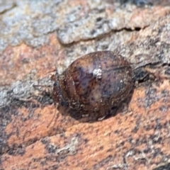 Trachymela sp. (genus) at Magpie Hill Park, Lyneham - 3 Mar 2024 12:45 PM