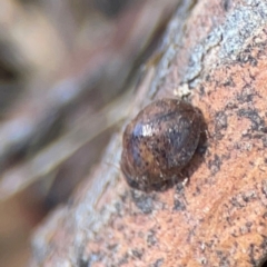 Trachymela sp. (genus) at Magpie Hill Park, Lyneham - 3 Mar 2024 12:45 PM