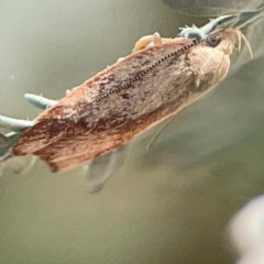 Garrha limbata (A Concealer moth) at Lyneham, ACT - 3 Mar 2024 by Hejor1