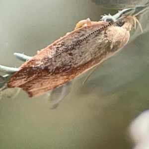 Garrha limbata at Magpie Hill Park, Lyneham - 3 Mar 2024