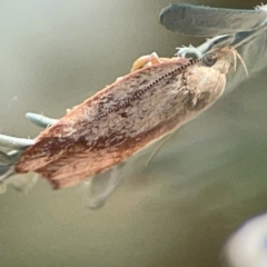 Garrha limbata at Magpie Hill Park, Lyneham - 3 Mar 2024