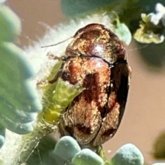 Elaphodes cervinus (Leaf beetle) at Lyneham, ACT - 3 Mar 2024 by Hejor1