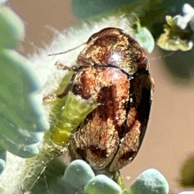 Elaphodes cervinus (Leaf beetle) at Magpie Hill Park, Lyneham - 3 Mar 2024 by Hejor1