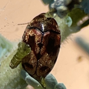 Elaphodes cervinus at Magpie Hill Park, Lyneham - 3 Mar 2024 12:43 PM