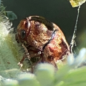 Elaphodes cervinus at Magpie Hill Park, Lyneham - 3 Mar 2024 12:43 PM