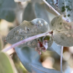 Unidentified Eucalyptus Gall at Magpie Hill Park, Lyneham - 3 Mar 2024 by Hejor1