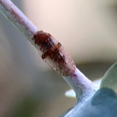 Psyllidae sp. (family) at Magpie Hill Park, Lyneham - 3 Mar 2024 by Hejor1