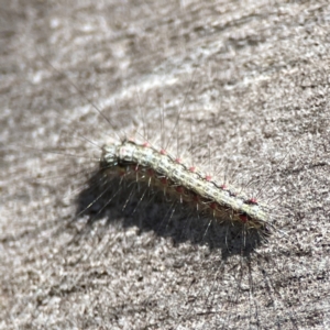 Anestia (genus) at Magpie Hill Park, Lyneham - 3 Mar 2024