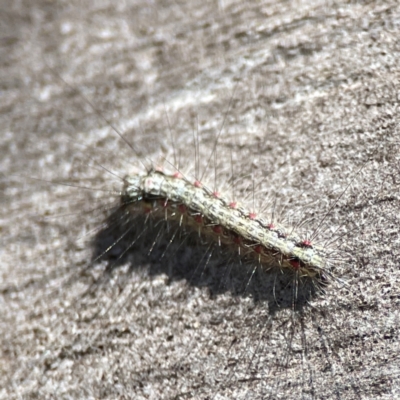 Anestia (genus) (A tiger moth) at Magpie Hill Park, Lyneham - 3 Mar 2024 by Hejor1