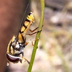 Simosyrphus grandicornis (Common hover fly) at Mulligans Flat - 18 Feb 2024 by JenniM