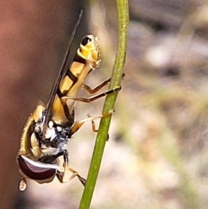 Simosyrphus grandicornis at Mulligans Flat - 18 Feb 2024