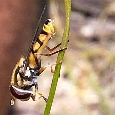 Simosyrphus grandicornis (Common hover fly) at Forde, ACT - 18 Feb 2024 by JenniM