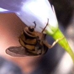 Simosyrphus grandicornis at Mulligans Flat - 18 Feb 2024 01:30 PM