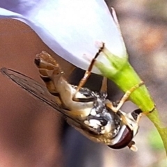 Simosyrphus grandicornis at Mulligans Flat - 18 Feb 2024 01:30 PM