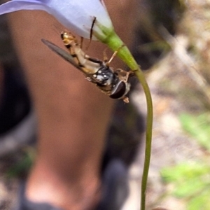 Simosyrphus grandicornis at Mulligans Flat - 18 Feb 2024 01:30 PM