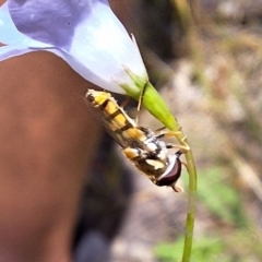 Simosyrphus grandicornis at Mulligans Flat - 18 Feb 2024 01:30 PM