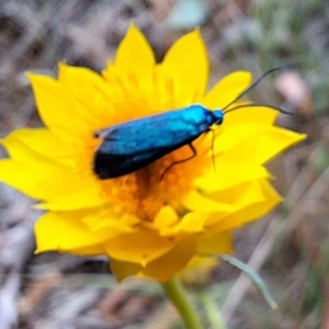 Pollanisus viridipulverulenta at Mount Majura - 18 Feb 2024