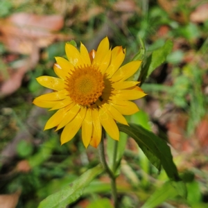 Xerochrysum bracteatum at QPRC LGA - 3 Mar 2024 12:12 PM