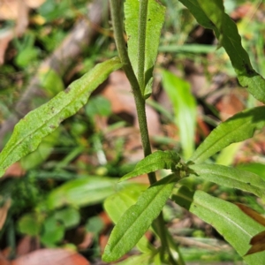 Xerochrysum bracteatum at QPRC LGA - 3 Mar 2024