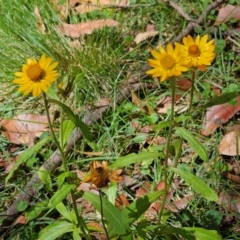 Xerochrysum bracteatum at QPRC LGA - 3 Mar 2024 12:12 PM