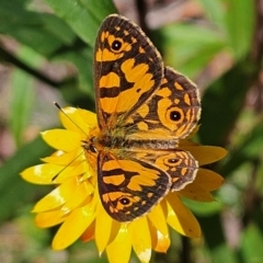 Oreixenica lathoniella (Silver Xenica) at Harolds Cross, NSW - 3 Mar 2024 by MatthewFrawley