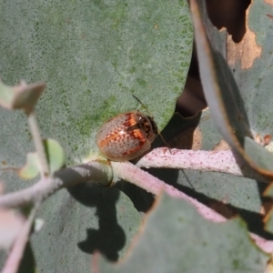 Paropsisterna m-fuscum at Mount Majura - 3 Mar 2024