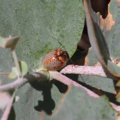 Paropsisterna m-fuscum (Eucalyptus Leaf Beetle) at Watson, ACT - 3 Mar 2024 by JodieR