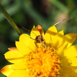 Eretmocera (genus) (Scythrididae family) at Mount Majura - 3 Mar 2024