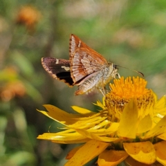 Dispar compacta (Barred Skipper) at Tallaganda State Forest - 3 Mar 2024 by MatthewFrawley