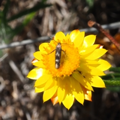 Eretmocera (genus) (Scythrididae family) at Watson, ACT - 3 Mar 2024 by JodieR