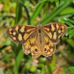 Heteronympha paradelpha (Spotted Brown) at Harolds Cross, NSW - 3 Mar 2024 by MatthewFrawley