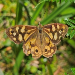 Heteronympha paradelpha (Spotted Brown) at Tallaganda State Forest - 3 Mar 2024 by MatthewFrawley